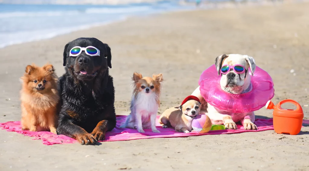 5 Hunde am Strand, mit witzigen Sonnenbrillen